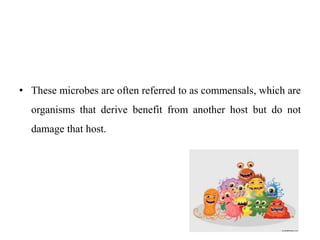 • These microbes are often referred to as commensals, which are
organisms that derive benefit from another host but do not
damage that host.
 