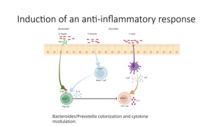 Induction of an anti-inflammatory response
Bacteroides/Prevotella colonization and cytokine
modulation.
 