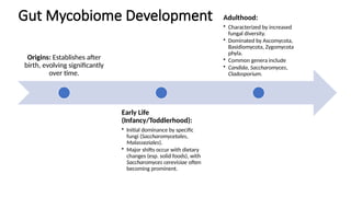 Gut Mycobiome Development
Origins: Establishes after
birth, evolving significantly
over time.
Early Life
(Infancy/Toddlerhood):
• Initial dominance by specific
fungi (Saccharomycetales,
Malasseziales).
• Major shifts occur with dietary
changes (esp. solid foods), with
Saccharomyces cerevisiae often
becoming prominent.
Adulthood:
• Characterized by increased
fungal diversity.
• Dominated by Ascomycota,
Basidiomycota, Zygomycota
phyla.
• Common genera include
• Candida, Saccharomyces,
Cladosporium.
 