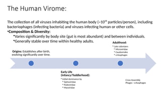 The Human Virome:
The collection of all viruses inhabiting the human body (~10¹³ particles/person), including
bacteriophages (infecting bacteria) and viruses infecting human or other cells.
•Composition & Diversity:
•Varies significantly by body site (gut is most abundant) and between individuals.
•Generally stable over time within healthy adults.
Origins: Establishes after birth,
evolving significantly over time.
Early Life
(Infancy/Toddlerhood):
• Initial dominance by
• Siphoviridae
• Podoviridae
• Myoviridae
Adulthood:
• Late colonizers
• Microviridae
• Caudovirales
• crAssphages
Cross Assembly
Phages - crAssphages
 