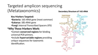 Targeted amplicon sequencing
(Metataxonomics)
Key Markers Targeted:
•Bacteria: 16S rRNA gene (most common)
•Eukarya: 18S rRNA gene
•Fungi: Internal Transcribed Spacers (ITS)
•Why These Markers Work:
•Contain conserved regions for binding
universal PCR primers.
•Include hypervariable regions providing
unique sequences for taxonomic
identification.
 