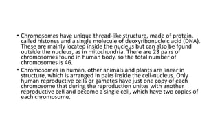 • Chromosomes have unique thread-like structure, made of protein,
called histones and a single molecule of deoxyribonucleic acid (DNA).
These are mainly located inside the nucleus but can also be found
outside the nucleus, as in mitochondria. There are 23 pairs of
chromosomes found in human body, so the total number of
chromosomes is 46.
• Chromosomes in human, other animals and plants are linear in
structure, which is arranged in pairs inside the cell-nucleus. Only
human reproductive cells or gametes have just one copy of each
chromosome that during the reproduction unites with another
reproductive cell and become a single cell, which have two copies of
each chromosome.
 