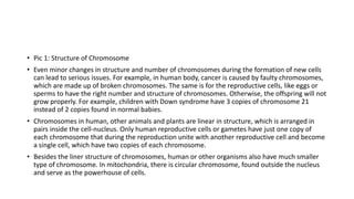 • Pic 1: Structure of Chromosome
• Even minor changes in structure and number of chromosomes during the formation of new cells
can lead to serious issues. For example, in human body, cancer is caused by faulty chromosomes,
which are made up of broken chromosomes. The same is for the reproductive cells, like eggs or
sperms to have the right number and structure of chromosomes. Otherwise, the offspring will not
grow properly. For example, children with Down syndrome have 3 copies of chromosome 21
instead of 2 copies found in normal babies.
• Chromosomes in human, other animals and plants are linear in structure, which is arranged in
pairs inside the cell-nucleus. Only human reproductive cells or gametes have just one copy of
each chromosome that during the reproduction unite with another reproductive cell and become
a single cell, which have two copies of each chromosome.
• Besides the liner structure of chromosomes, human or other organisms also have much smaller
type of chromosome. In mitochondria, there is circular chromosome, found outside the nucleus
and serve as the powerhouse of cells.
 