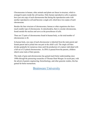 Chromosomes in human, other animals and plants are linear in structure, which is
arranged in pairs inside the cell-nucleus. Only human reproductive cells or gametes
have just one copy of each chromosome that during the reproduction unite with
another reproductive cell and become a single cell, which have two copies of each
chromosome.
Besides the liner structure of chromosomes, human or other organisms also have
much smaller type of chromosome. In mitochondria, there is circular chromosome,
found outside the nucleus and serve as the powerhouse of cells.
There are 23 pairs of chromosomes found in human body, so the total number of
chromosomes is 46.
In human body, one copy of each chromosome is inherited from the male parent and
female parent and is joined into one pair in the child’s cell. The single cell then
divides gradually for numerous times until the production of a mature individual with
a full set of 23 paired chromosomes. As DNA is passed from the parents, children
inherit some traits of their parents.
The study of gene and chromosomes has gained much better understanding since
1990s through the pioneering researches of Thomas Hunt Morgan. In recent past, with
the advent of genetic engineering, biotechnology, and other genomic studies, this has
gained far better momentum.
Brainware University
 