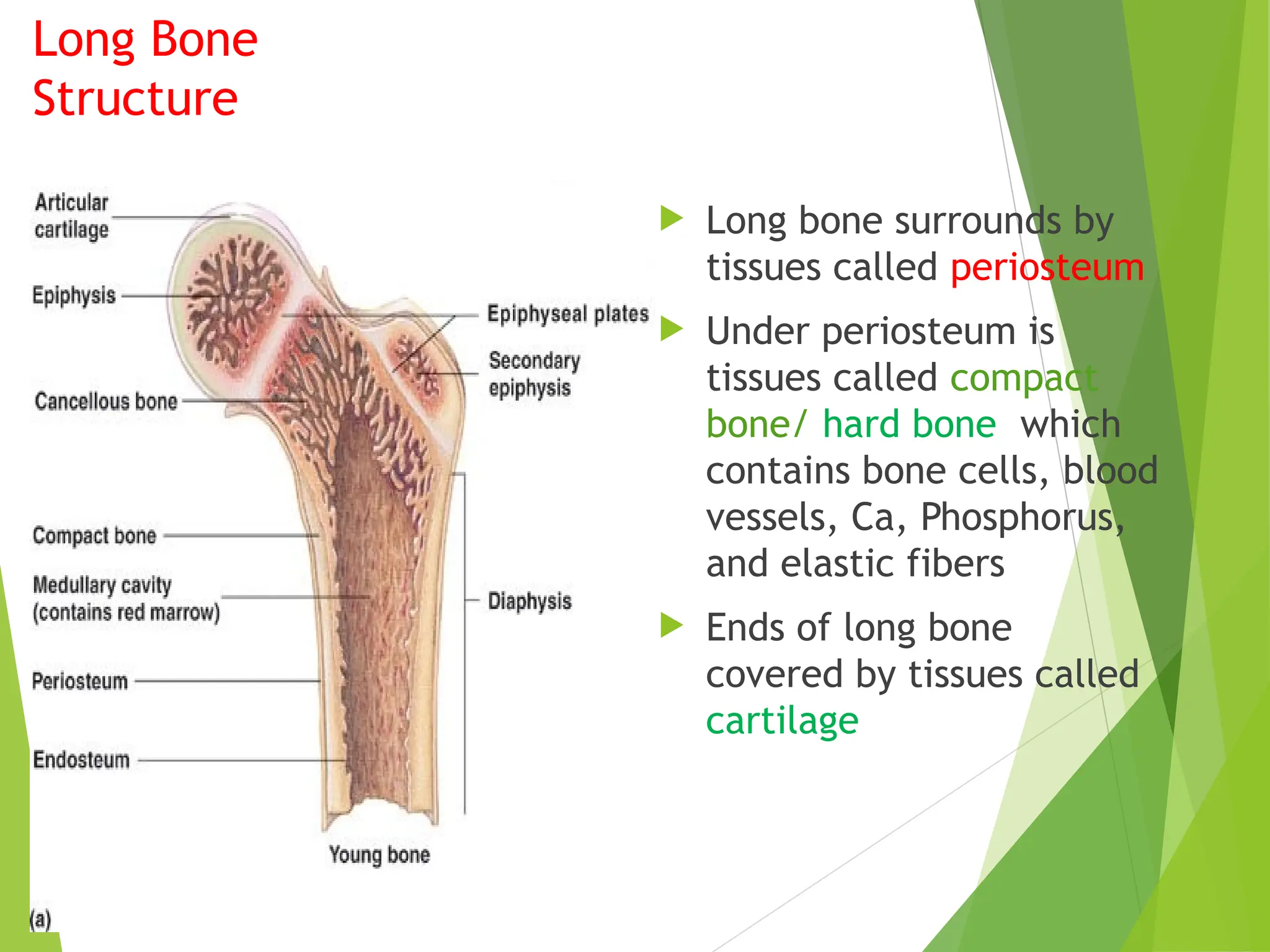 Long Bone
Structure
 Long bone surrounds by
tissues called periosteum
 Under periosteum is
tissues called compact
bone/ hard bone which
contains bone cells, blood
vessels, Ca, Phosphorus,
and elastic fibers
 Ends of long bone
covered by tissues called
cartilage
 