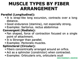 Human muscular system | PPTX