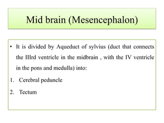 Mid brain (Mesencephalon)
• It is divided by Aqueduct of sylvius (duct that connects
the IIIrd ventricle in the midbrain , with the IV ventricle
in the pons and medulla) into:
1. Cerebral peduncle
2. Tectum
 