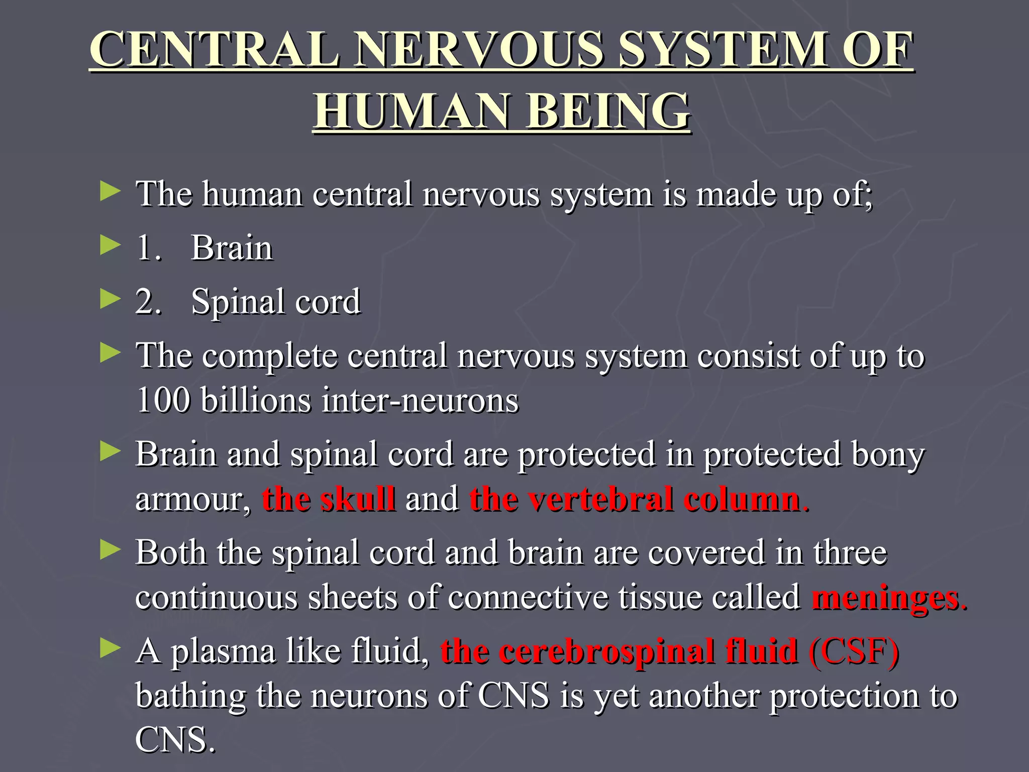 Human nervous system | PPT | Brain and Nervous System Disorders ...