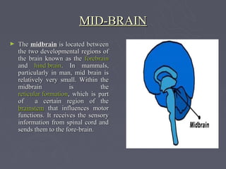 MID-BRAIN
►   The midbrain is located between
    the two developmental regions of
    the brain known as the forebrain
    and hind brain. In mammals,
    particularly in man, mid brain is
    relatively very small. Within the
    midbrain            is         the
    reticular formation, which is part
    of     a certain region of the
    brainstem that influences motor
    functions. It receives the sensory
    information from spinal cord and
    sends them to the fore-brain.
 
