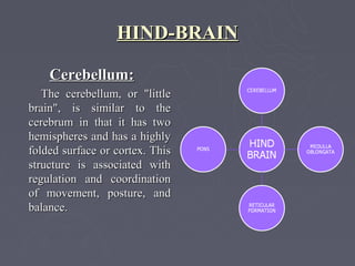 HIND-BRAIN

    Cerebellum:
   The cerebellum, or "little
brain", is similar to the
cerebrum in that it has two
hemispheres and has a highly
folded surface or cortex. This
structure is associated with
regulation and coordination
of movement, posture, and
balance.
 