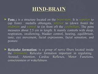 HIND-BRAIN
►   Pons : is a structure located on the brain stem. It is superior to
    (up from) medulla oblongata, inferior to (down from) the
    midbrain and ventral to (in front of) the cerebellum. The pons
    measures about 2.5 cm in length. It mainly controls with sleep,
    respiration, swallowing, bladder control, hearing, equilibrium,
    taste, eye movement, facial expressions, facial sensation, and
    posture.

►   Reticular formation: is a group of nerve fibers located inside
    the brainstem. Reticular formation important in regulating
    Arousal, Attention, Cardiac Reflexes, Motor Functions,
    consciousness or wakefulness.
 