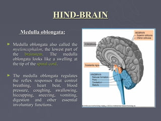 HIND-BRAIN
       Medulla oblongata:

►   Medulla oblongata also called the
    myelencephalon, the lowest part of
    the brainstem. The medulla
    oblongata looks like a swelling at
    the tip of the spinal cord.

►   The medulla oblongata regulates
    the reflex responses that control
    breathing, heart beat, blood
    pressure, coughing, swallowing,
    hiccupping, sneezing, vomiting,
    digestion and other essential
    involuntary functions.
 