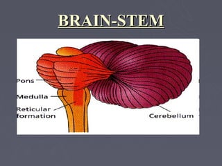 BRAIN-STEM
 