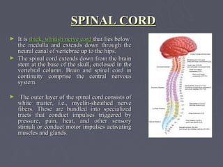 SPINAL CORD
► It is thick, whitish nerve cord that lies below
  the medulla and extends down through the
  neural canal of vertebrae up to the hips.
► The spinal cord extends down from the brain
  stem at the base of the skull, enclosed in the
  vertebral column. Brain and spinal cord in
  continuity comprise the central nervous
  system.

►    The outer layer of the spinal cord consists of
    white matter, i.e., myelin-sheathed nerve
    fibers. These are bundled into specialized
    tracts that conduct impulses triggered by
    pressure, pain, heat, and other sensory
    stimuli or conduct motor impulses activating
    muscles and glands.
 