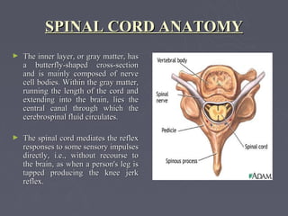 SPINAL CORD ANATOMY
►   The inner layer, or gray matter, has
    a butterfly-shaped cross-section
    and is mainly composed of nerve
    cell bodies. Within the gray matter,
    running the length of the cord and
    extending into the brain, lies the
    central canal through which the
    cerebrospinal fluid circulates.

►   The spinal cord mediates the reflex
    responses to some sensory impulses
    directly, i.e., without recourse to
    the brain, as when a person's leg is
    tapped producing the knee jerk
    reflex.
 