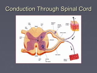 Conduction Through Spinal Cord
 