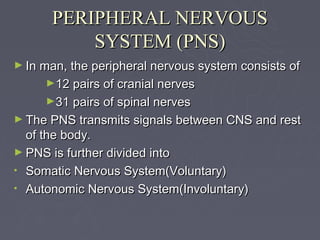 PERIPHERAL NERVOUS
          SYSTEM (PNS)
► In man, the peripheral nervous system consists of
     ►12 pairs of cranial nerves
     ►31 pairs of spinal nerves
► The PNS transmits signals between CNS and rest
  of the body.
► PNS is further divided into
• Somatic Nervous System(Voluntary)
• Autonomic Nervous System(Involuntary)
 