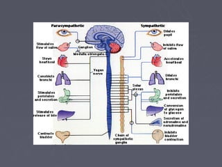 Human nervous system