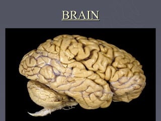 BRAIN
 