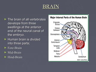 BRAIN

►   The brain of all vertebrates
    develops from three
    swellings at the anterior
    end of the neural canal of
    the embryo.
►   Human brain is divided
    into three parts;
►   Fore-Brain
►   Mid-Brain
►   Hind-Brain
 