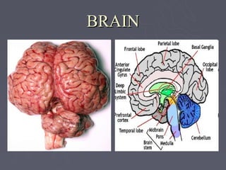 BRAIN
 