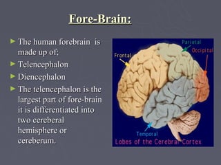 Fore-Brain:
► The human forebrain    is
  made up of;
► Telencephalon
► Diencephalon
► The telencephalon is the
  largest part of fore-brain
  it is differentiated into
  two cereberal
  hemisphere or
  cereberum.
 
