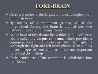 FORE-BRAIN
► Cereberal cortex is the largest and most complex part
  of human brain.
► By means of a prominent groove, called the
  longitudinal fissure, the brain is divided into two
  halves called cerebral hemispheres.
► At the base of this fissure lies a thick bundle of nerve
  fibers, called the corpus callosum, which provides a
  communication link between the hemispheres
  Although the right and left hemispheres seem to be a
  mirror image of one another, there are important
  functional distinctions.
► Each hemisphere of the cerebrum is subdivided into
  four lobes.
 