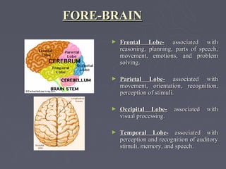 FORE-BRAIN
      ►   Frontal Lobe- associated with
          reasoning, planning, parts of speech,
          movement, emotions, and problem
          solving.

      ►   Parietal Lobe- associated with
          movement, orientation, recognition,
          perception of stimuli.

      ►   Occipital Lobe-      associated   with
          visual processing.

      ►   Temporal Lobe- associated with
          perception and recognition of auditory
          stimuli, memory, and speech.
 