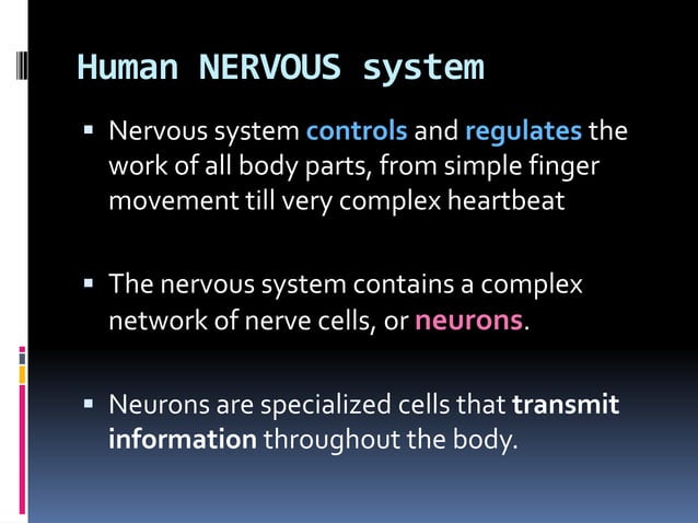 Human nervous system | PPT