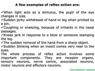 Reflex Behavior Examples Human nervous system | PPTX