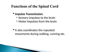 Functions of the Spinal Cord
 Impulse Transmission:
• Sensory impulses to the brain
• Motor impulses from the brain
 It also coordinates the repeated
movements during walking, running etc.
 