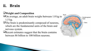 ii. Brain
Weight and Composition
On average, an adult brain weighs between 1.0 kg to
1.5 kg.
The brain is predominantly composed of neurons,
which are the fundamental units of the brain and
nervous system.
Recent estimates suggest that the brain contains
between 86 billion to 100 billion neurons.
 