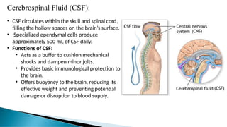 Cerebrospinal Fluid (CSF):
• CSF circulates within the skull and spinal cord,
filling the hollow spaces on the brain’s surface.
• Specialized ependymal cells produce
approximately 500 mL of CSF daily.
• Functions of CSF:
• Acts as a buffer to cushion mechanical
shocks and dampen minor jolts.
• Provides basic immunological protection to
the brain.
• Offers buoyancy to the brain, reducing its
effective weight and preventing potential
damage or disruption to blood supply.
 