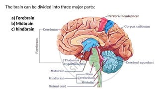The brain can be divided into three major parts:
a) Forebrain
b)Midbrain
c) hindbrain
 