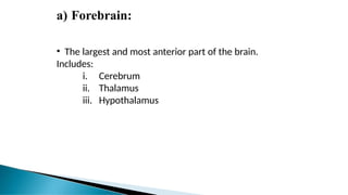 a) Forebrain:
• The largest and most anterior part of the brain.
Includes:
i. Cerebrum
ii. Thalamus
iii. Hypothalamus
 