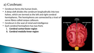 a) Cerebrum:
• Cerebrum forms the human brain.
• A deep cleft divides the cerebrum longitudinally into two
halves, which are termed as the left and right cerebral
hemispheres. The hemispheres are connected by a tract of
nerve fibres called corpus callosum.
• Cerebrum is the seat of mind and intelligence
• Each cerebral hemisphere has two Parts
i. Cerebral cortex-Outer region
ii. Cerebral medulla-Inner region
 