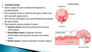 i. Cerebral cortex
• Outer region of each cerebral hemisphere is
cerebral cortex.
• The cerebral cortex is called as the grey matter due
to its greyish appearance.
• The neuron cell bodies are concentrated here giving
the grey colour.
• The cerebral cortex contains 3 areas
Sensory Areas: Receive and process sensory
information.
Association Areas: Integrate sensory
information and connect sensory and motor
areas.
Motor Areas: Control voluntary muscle actions.
 