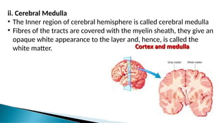 ii. Cerebral Medulla
• The Inner region of cerebral hemisphere is called cerebral medulla
• Fibres of the tracts are covered with the myelin sheath, they give an
opaque white appearance to the layer and, hence, is called the
white matter.
 