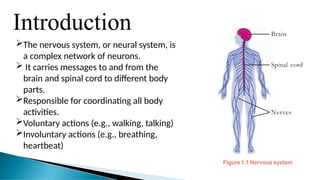 Introduction
The nervous system, or neural system, is
a complex network of neurons.
 It carries messages to and from the
brain and spinal cord to different body
parts.
Responsible for coordinating all body
activities.
Voluntary actions (e.g., walking, talking)
Involuntary actions (e.g., breathing,
heartbeat)
 
