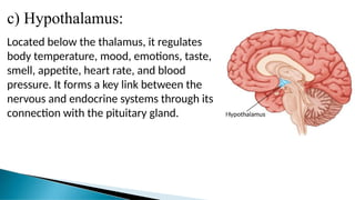 c) Hypothalamus:
Located below the thalamus, it regulates
body temperature, mood, emotions, taste,
smell, appetite, heart rate, and blood
pressure. It forms a key link between the
nervous and endocrine systems through its
connection with the pituitary gland.
 