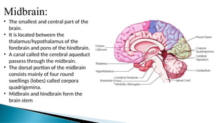 Midbrain:
• The smallest and central part of the
brain.
• It is located between the
thalamus/hypothalamus of the
forebrain and pons of the hindbrain.
• A canal called the cerebral aqueduct
passess through the midbrain.
• The dorsal portion of the midbrain
consists mainly of four round
swellings (lobes) called corpora
quadrigemina.
• Midbrain and hindbrain form the
brain stem
 
