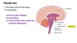 Hindbrain:
• The lower part of the brain.
• It comprises :
a) Pons (Latin: Bridge),
b)cerebellum
c) and medulla (also called the
medulla oblongata)
 