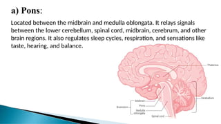 a) Pons:
Located between the midbrain and medulla oblongata. It relays signals
between the lower cerebellum, spinal cord, midbrain, cerebrum, and other
brain regions. It also regulates sleep cycles, respiration, and sensations like
taste, hearing, and balance.
 