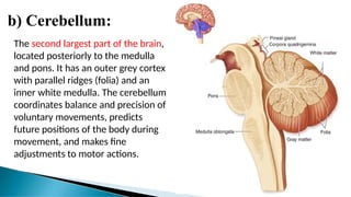 b) Cerebellum:
The second largest part of the brain,
located posteriorly to the medulla
and pons. It has an outer grey cortex
with parallel ridges (folia) and an
inner white medulla. The cerebellum
coordinates balance and precision of
voluntary movements, predicts
future positions of the body during
movement, and makes fine
adjustments to motor actions.
 