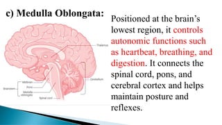 c) Medulla Oblongata:
Positioned at the brain’s
lowest region, it controls
autonomic functions such
as heartbeat, breathing, and
digestion. It connects the
spinal cord, pons, and
cerebral cortex and helps
maintain posture and
reflexes.
 
