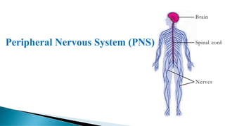 Peripheral Nervous System (PNS)
 