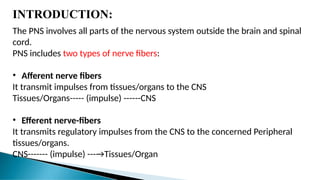INTRODUCTION:
The PNS involves all parts of the nervous system outside the brain and spinal
cord.
PNS includes two types of nerve fibers:
• Afferent nerve fibers
It transmit impulses from tissues/organs to the CNS
Tissues/Organs----- (impulse) ------CNS
• Efferent nerve-fibers
It transmits regulatory impulses from the CNS to the concerned Peripheral
tissues/organs.
CNS------- (impulse) ---→Tissues/Organ
 