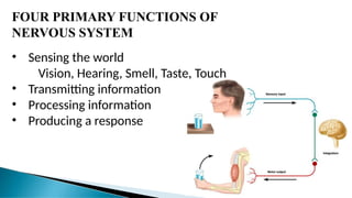 FOUR PRIMARY FUNCTIONS OF
NERVOUS SYSTEM
• Sensing the world
Vision, Hearing, Smell, Taste, Touch
• Transmitting information
• Processing information
• Producing a response
 