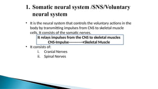 1. Somatic neural system /SNS/Voluntary
neural system
• It is the neural system that controls the voluntary actions in the
body by transmitting impulses from CNS to skeletal muscle
cells. It consists of the somatic nerves.
It relays impulses from the CNS to skeletal muscles
CNS-Impulse----------→Skeletal Muscle
• It consists of:
i. Cranial Nerves
ii. Spinal Nerves
 
