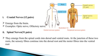 i. Cranial Nerves (12 pairs)
 Emerge from the brain.
 Examples: Optic nerve, Olfactory nerve.
ii. Spinal Nerves(31 pairs)
 They emerge from the spinal cords into dorsal and ventral roots. At the junction of these two
roots, the sensory fibres continue into the dorsal root and the motor fibres into the ventral
root
 